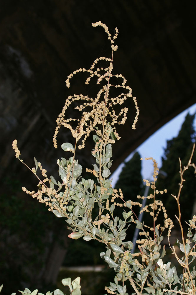 Atriplex halimus / Atriplice alimo